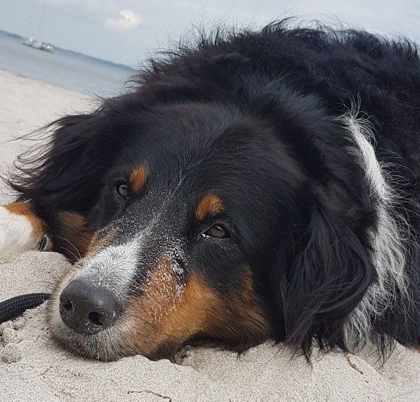 Entspannter Berner Sennenhund liegt auf Sand und blickt in die Kamera.