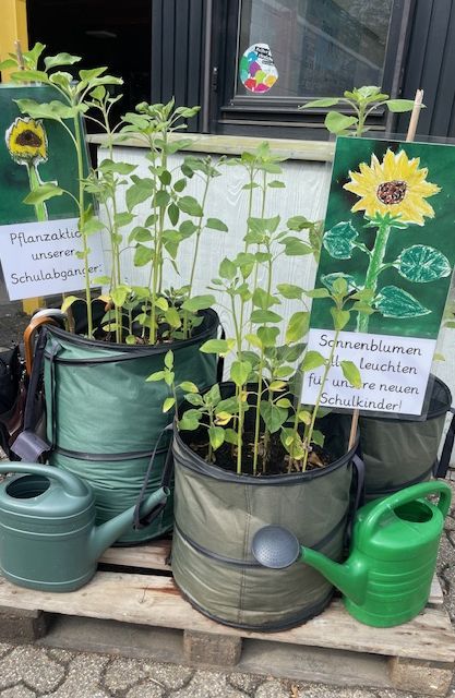 Schulprojekt: Sonnenblumen in Pflanzsäcken mit Gießkannen und Infoschildern.
